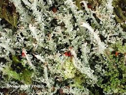 Attēlu rezultāti vaicājumam “Cladonia squamosa”