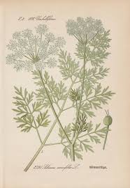 Attēlu rezultāti vaicājumam “Selinum carvifolia”