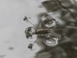 Attēlu rezultāti vaicājumam “Aquarius najas”