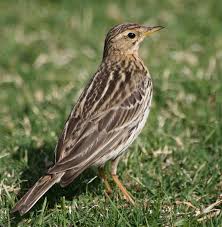 Image result for Anthus cervinus