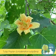 Attēlu rezultāti vaicājumam “Liriodendron tulipifera”