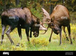 Attēlu rezultāti vaicājumam “Alces alces”