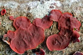 Attēlu rezultāti vaicājumam “Cytidia salicina”