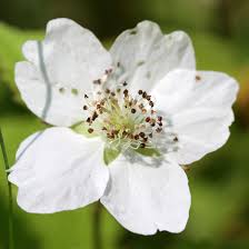 Attēlu rezultāti vaicājumam “Rubus caesius flower”