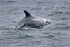 Image result for Grampus griseus