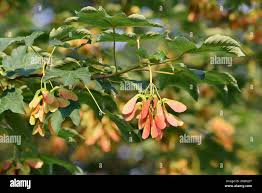 Attēlu rezultāti vaicājumam “Acer campestre fruit”