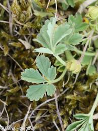 Attēlu rezultāti vaicājumam “Potentilla arenaria leaf”