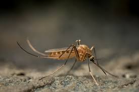 Attēlu rezultāti vaicājumam “Culex pipiens female”