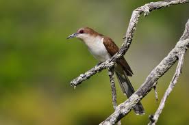 Image result for Coccyzus erythropthalmus