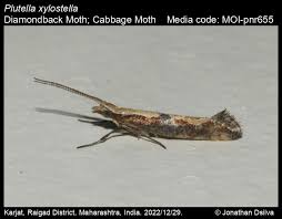Attēlu rezultāti vaicājumam “Plutella xylostella”