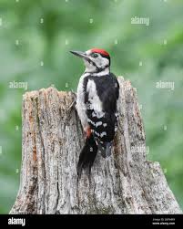 Attēlu rezultāti vaicājumam “Dendrocopos major juvenile”