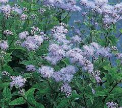 Attēlu rezultāti vaicājumam “Enteridium corticatum”