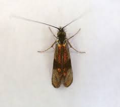 Attēlu rezultāti vaicājumam “Adela cuprella”