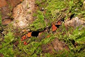 Attēlu rezultāti vaicājumam “Metatrichia vesparia spores”