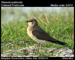 Image result for Glareola pratincola