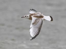 Attēlu rezultāti vaicājumam “Larus ridibundus juvenile”