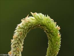 Attēlu rezultāti vaicājumam “Alopecurus aequalis”