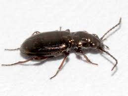 Attēlu rezultāti vaicājumam “Bembidion sp.”