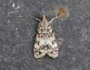 Attēlu rezultāti vaicājumam “Eudonia lacustrata”