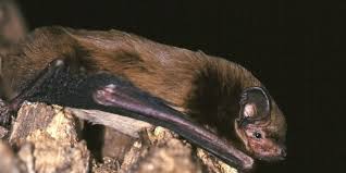 Attēlu rezultāti vaicājumam “Nyctalus leisleri”