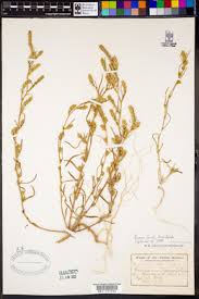 Attēlu rezultāti vaicājumam “Corispermum hyssopifolium”