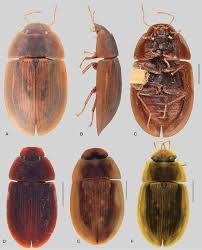Attēlu rezultāti vaicājumam “Hydrophilidae”