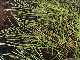 Attēlu rezultāti vaicājumam “Sparganium minimum”