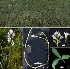 Attēlu rezultāti vaicājumam “Menyanthes trifoliata leaf”