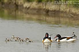 Attēlu rezultāti vaicājumam “Tadorna tadorna male”