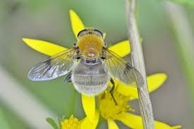 Attēlu rezultāti vaicājumam “Arctophila superbiens”
