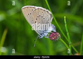 Attēlu rezultāti vaicājumam “Maculinea teleius underside”