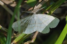 Attēlu rezultāti vaicājumam “Cabera exanthemata”