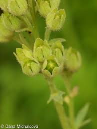 Attēlu rezultāti vaicājumam “Polemonium caeruleum bud”