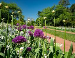 Attēlu rezultāti vaicājumam “Allium holandicum”