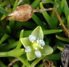 Attēlu rezultāti vaicājumam “Sagina procumbens fruit”