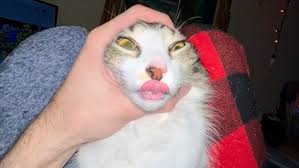 Image result for no brain