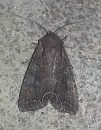 Attēlu rezultāti vaicājumam “Lacanobia suasa”