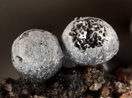 Attēlu rezultāti vaicājumam “Badhamia macrocarpa”