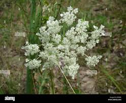 Attēlu rezultāti vaicājumam “Peucedanum oreoselinum flower”