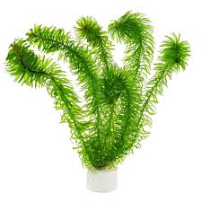 Attēlu rezultāti vaicājumam “Najas tenuissima leaf”