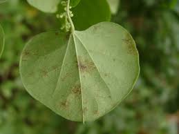 Attēlu rezultāti vaicājumam “Pedicularis sceptrum-carolinum leaf”