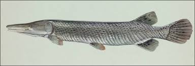 Image result for Garstang A S C