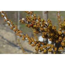 Attēlu rezultāti vaicājumam “Hippophae rhamnoides male flower”