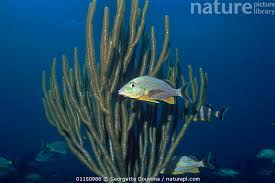 Image result for Haemulon carbonarium