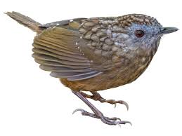 Attēlu rezultāti vaicājumam “Didymodon fallax var. brevifolius”