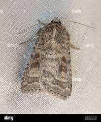 Attēlu rezultāti vaicājumam “Caradrina morpheus”