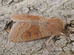 Attēlu rezultāti vaicājumam “Orthosia miniosa”