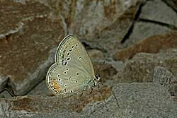 Attēlu rezultāti vaicājumam “Everes argiades”