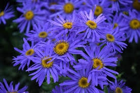 Image result for Aster amellus