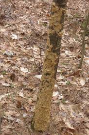 Attēlu rezultāti vaicājumam “Perenniporia subacida”